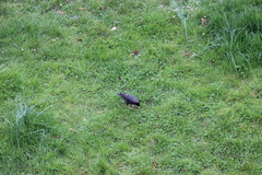 Sturnus unicolor