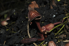 Aristolochia maxima