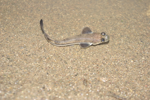 Pacific foureyed fish (Anableps dowei) — Anablepidae — 4