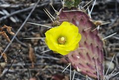 Opuntia gosseliniana