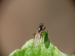 Lonchopteridae