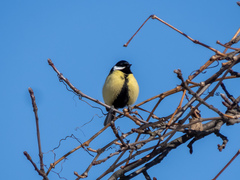 Parus major