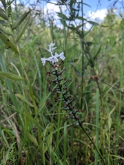 Platanthera nivea