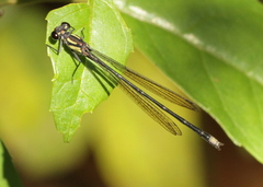 Pseudagrion hamulus