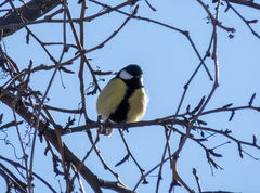 Parus major