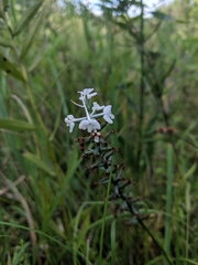 Platanthera nivea