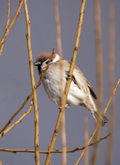 Passer montanus