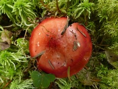 Russula peckii