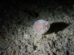 Sycozoa