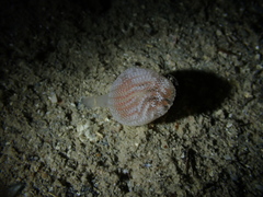 Sycozoa