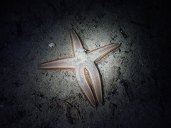 Astropecten preissi