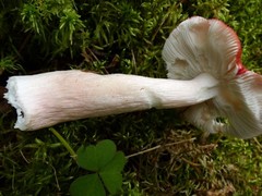Russula peckii