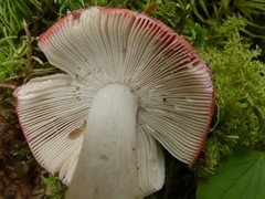 Russula peckii