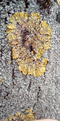 Xanthoria parietina