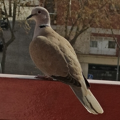 Streptopelia decaocto