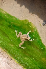 Pelophylax saharicus