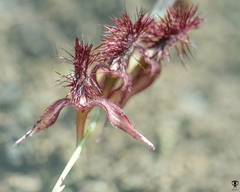 Bulbophyllum tremulum