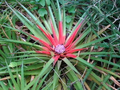 Bromelia humilis