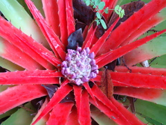 Bromelia humilis