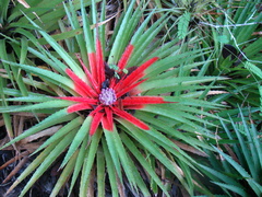 Bromelia humilis