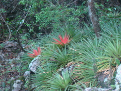 Bromelia humilis