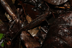 Brookesia superciliaris