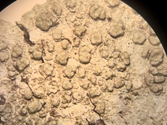 Pertusaria macounii