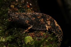 Brookesia superciliaris
