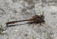 Phanogomphus minutus