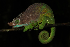 Calumma oshaughnessyi