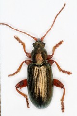Plateumaris consimilis