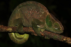 Calumma oshaughnessyi