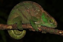 Calumma oshaughnessyi