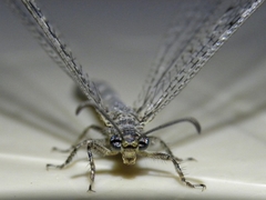 Distoleon tetragrammicus