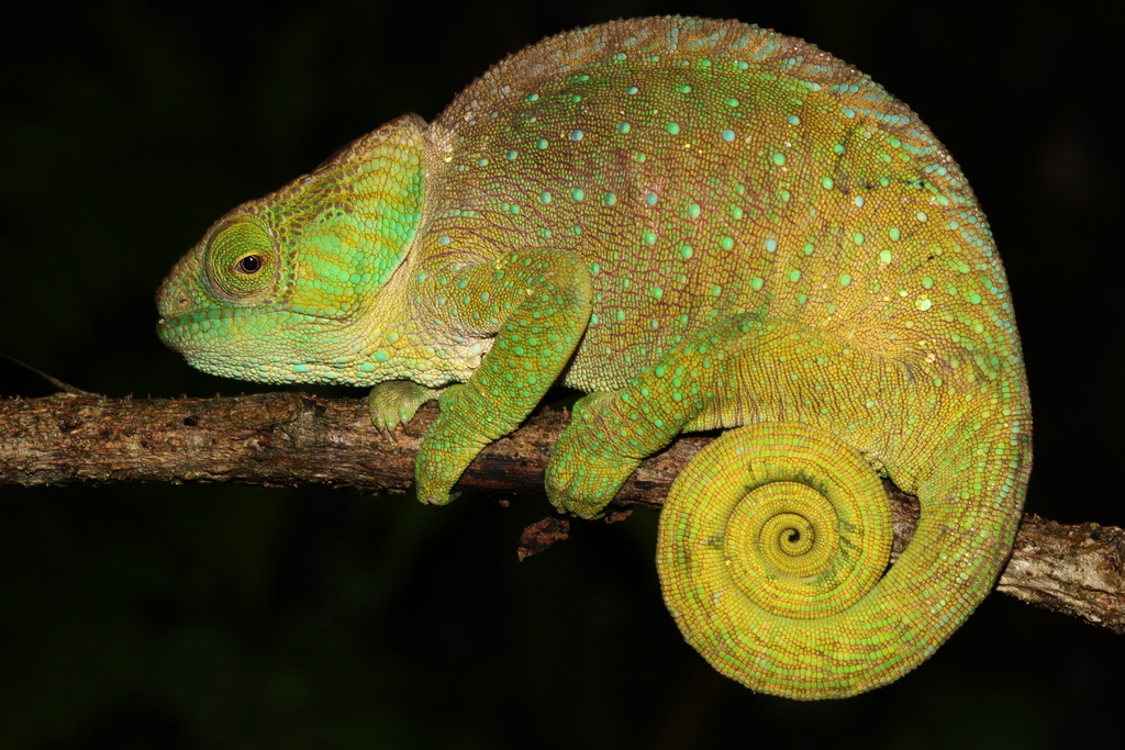 O'shaughnessy's Chameleon