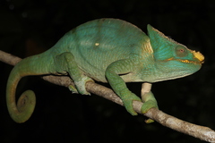 Calumma parsonii parsonii