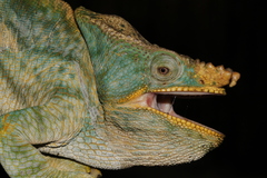 Calumma parsonii parsonii