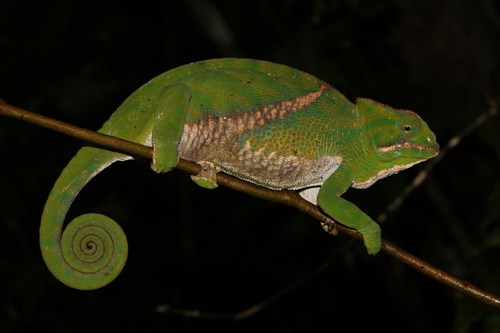 Two-banded Chameleon