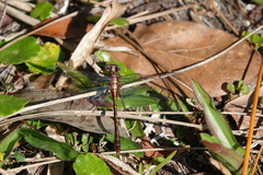 Phanogomphus minutus