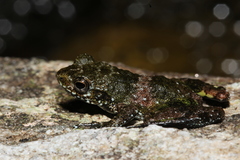 Mantidactylus lugubris