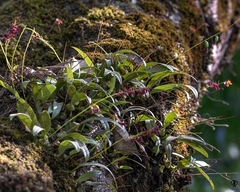Bulbophyllum tremulum