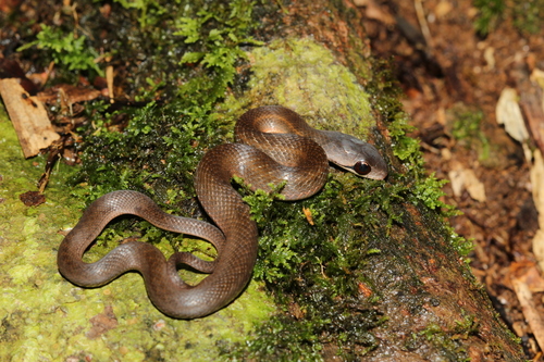 Photo of a Forest Water Snake (Thamnosophis infrasignatus)