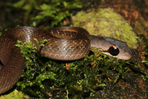 Forest Water Snake