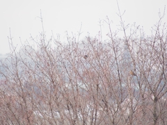 Turdus migratorius