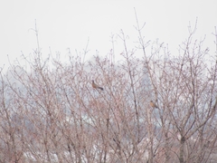 Turdus migratorius