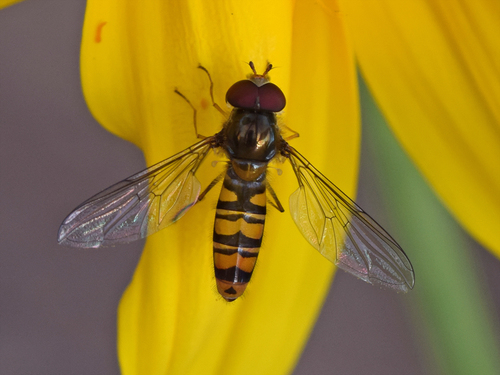 Episyrphus balteatus nuotrauka