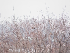Turdus migratorius