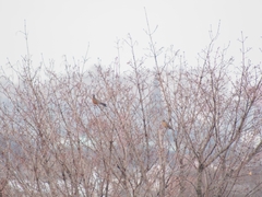 Turdus migratorius