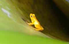 Anomaloglossus beebei