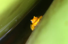 Anomaloglossus beebei